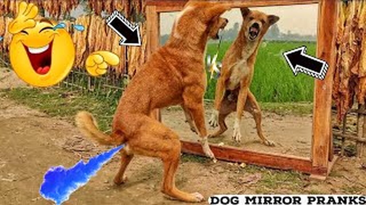 Dogs 🐕 🐕 mirror fight prank videos very funny 😂 | extra funny videos 2024 | trending funny