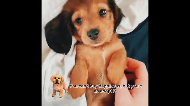 Cute dog video