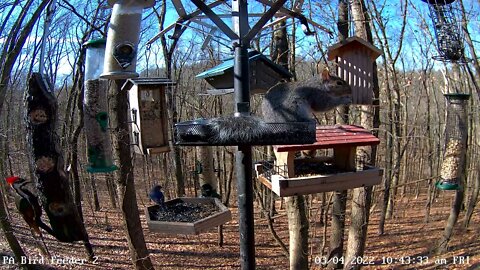 Pileated Woodpecker Female - Brown feathers