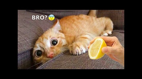 Funny Cats and Dogs 🐱🐶