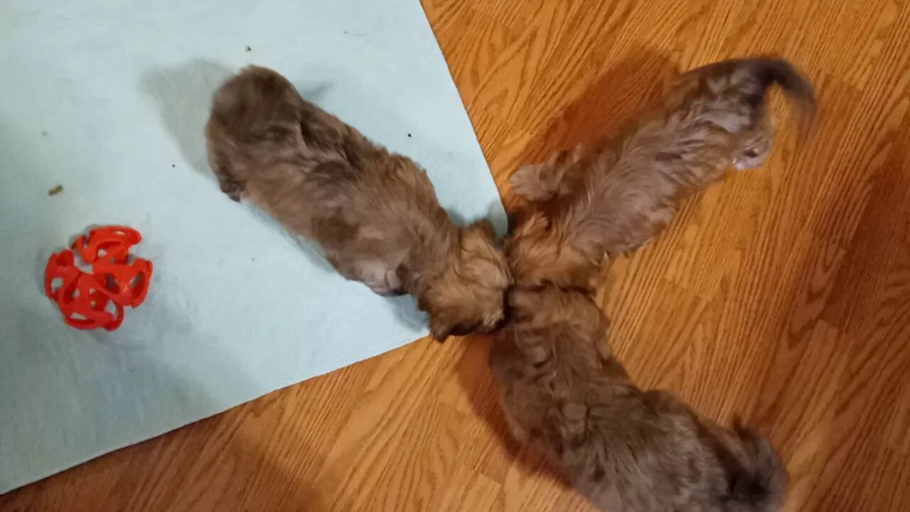 J Litter - Ripp'n & Runn'n(1)