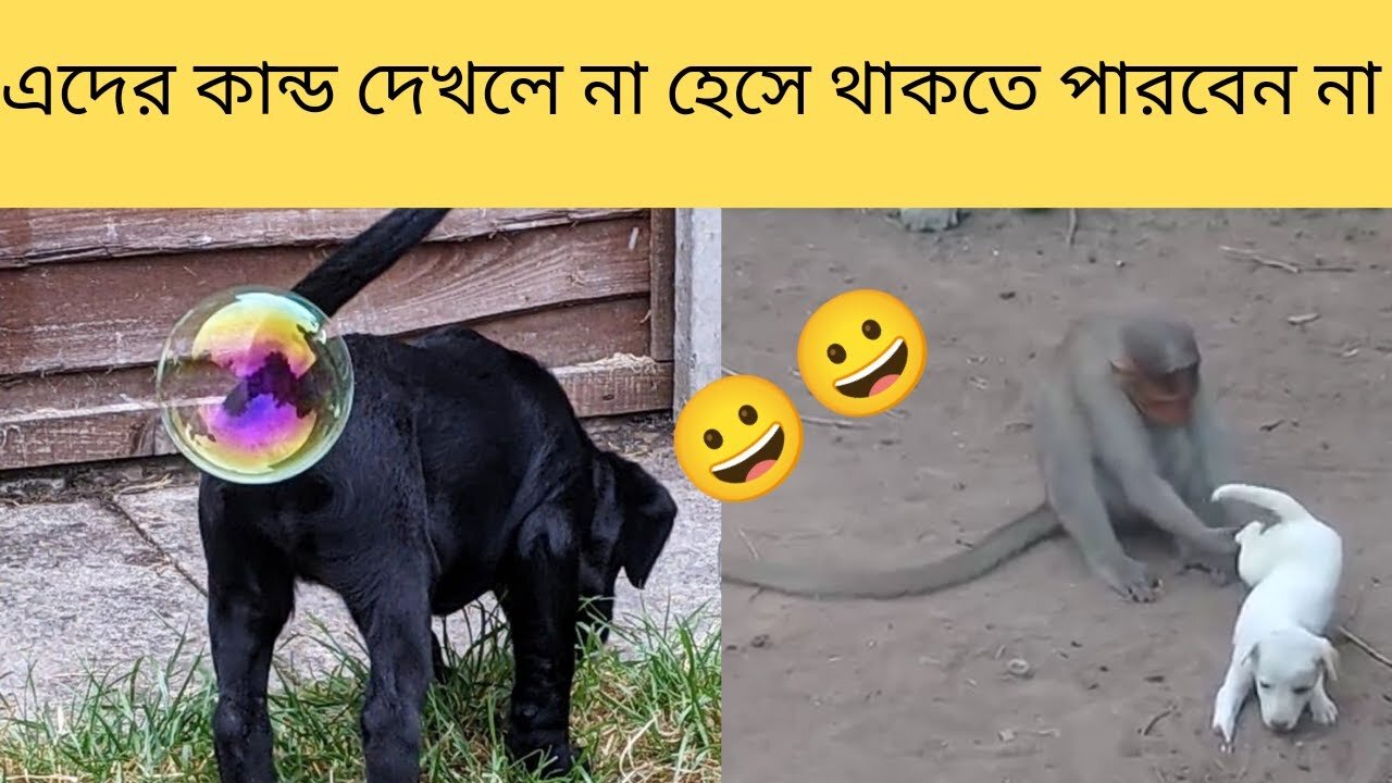 Funny animal video bangla - funny animal video 2023