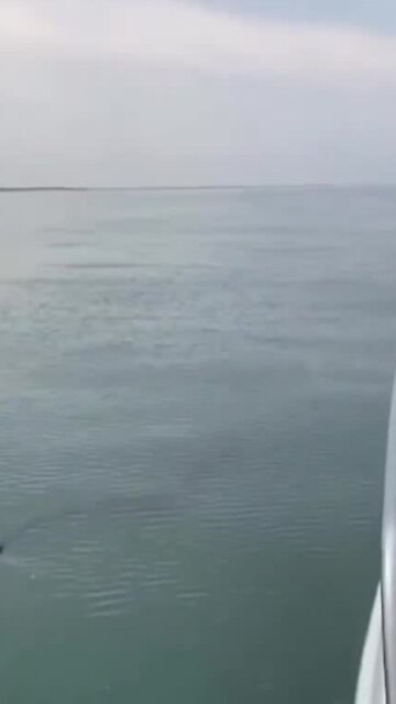 Rare thresher shark swims right next to boaters less than a mile off shore