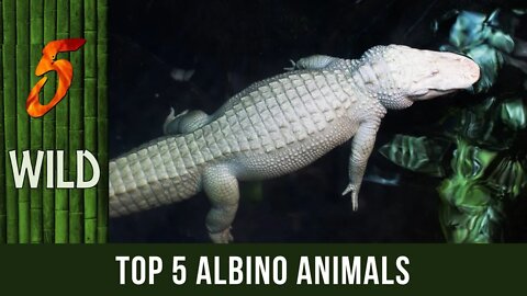 Top 5 Albino Animals That Are Both Cute And Awesome | #5WILD