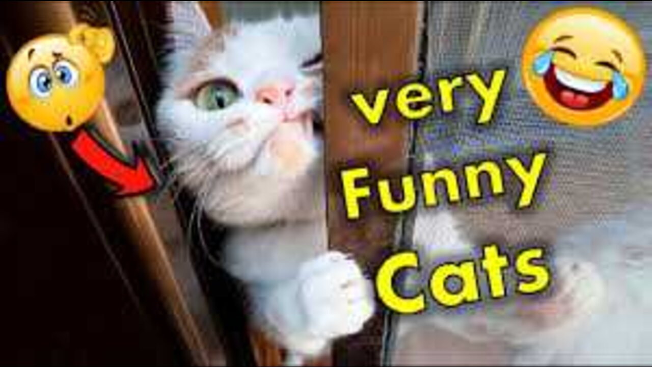 Baby Cats - Cute and Funny Cat Videos compilation