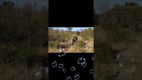 Rhino video,#shorts,#rhino,#animal,#animallover,#viral