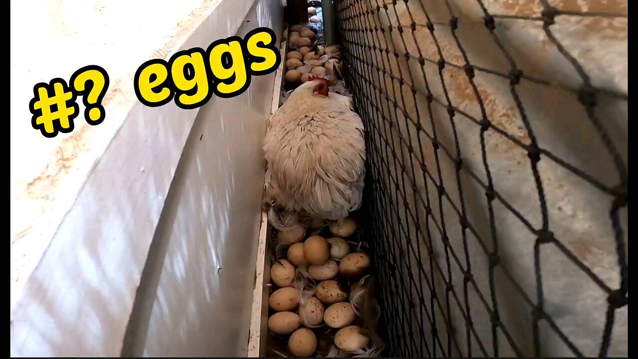 #? Eggs