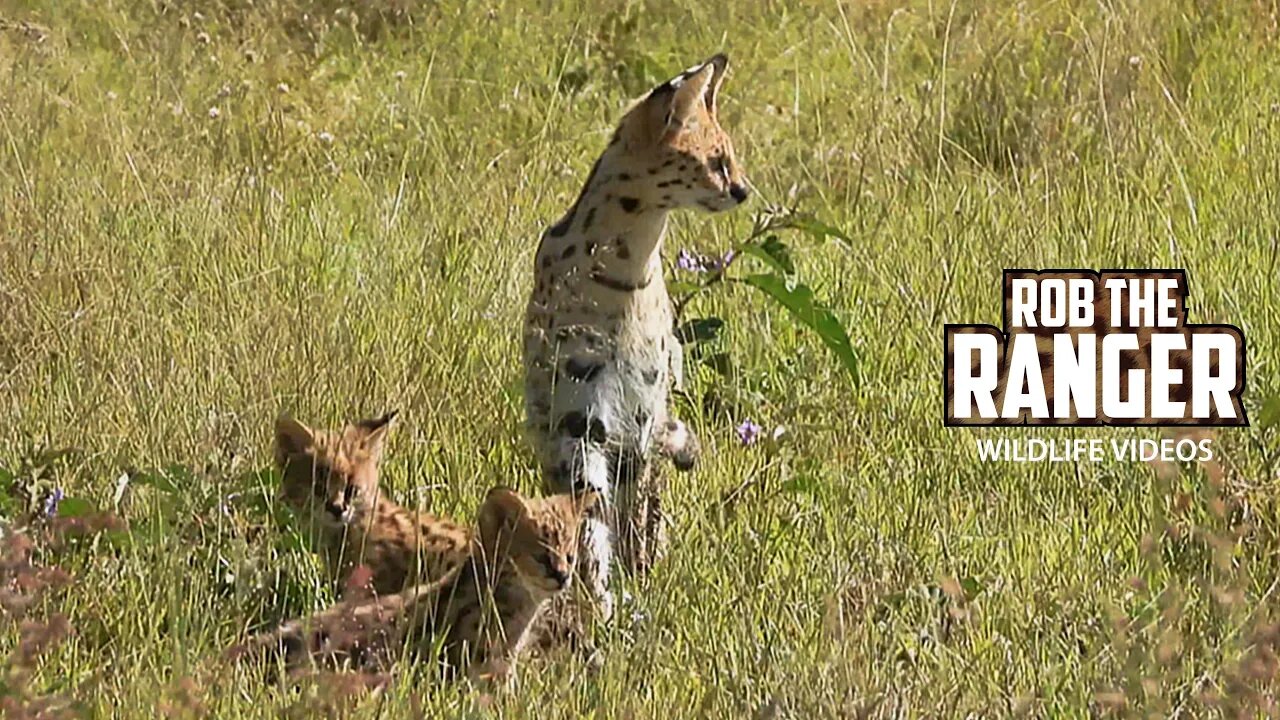 Three Serval Kittens! | Maasai Mara Safari | Zebra Plains