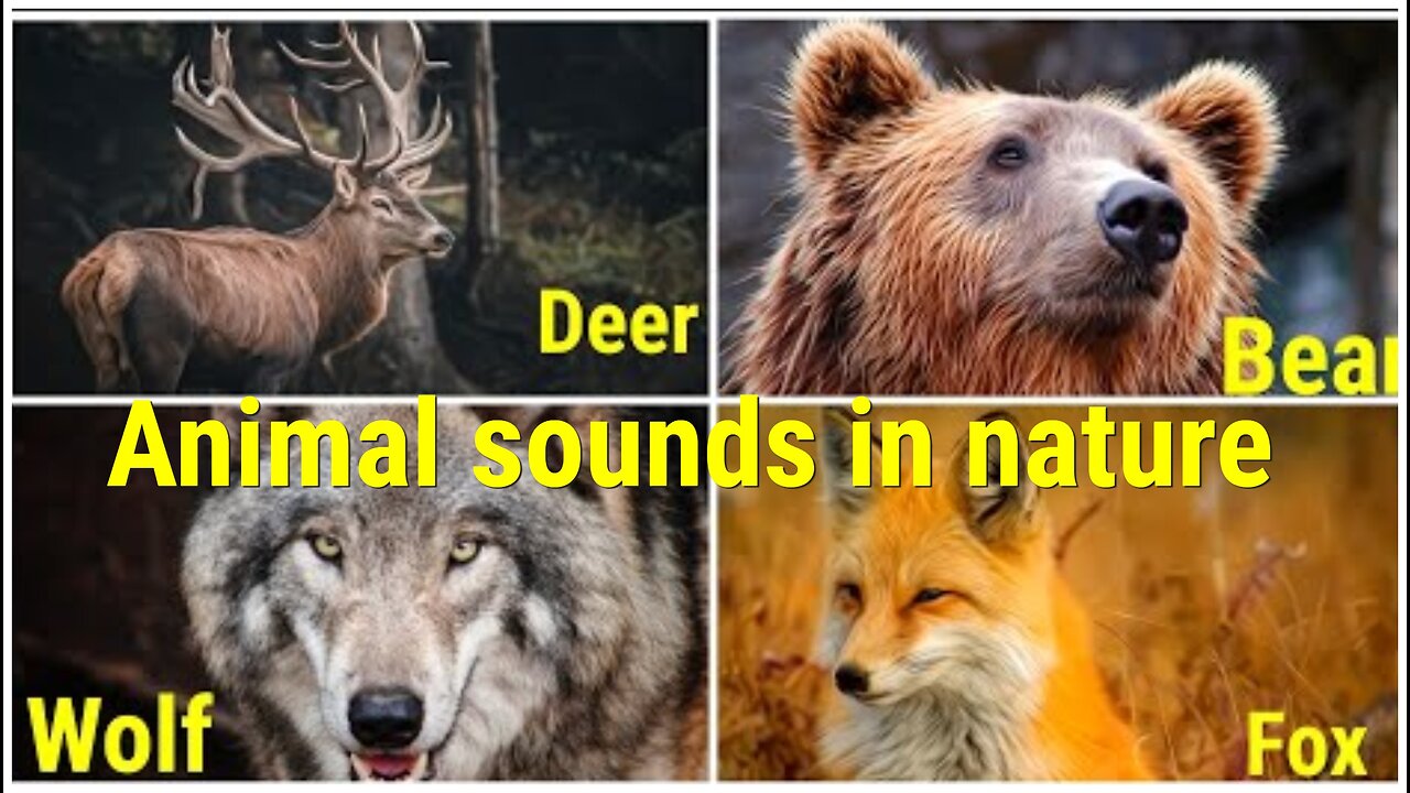 ANIMAL SOUNDS IN NATURE Deer, Bear, Wolf and Fox