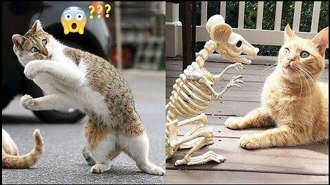 Epic Funny Pets😂Try Not to Laugh Challenge😹Part 01