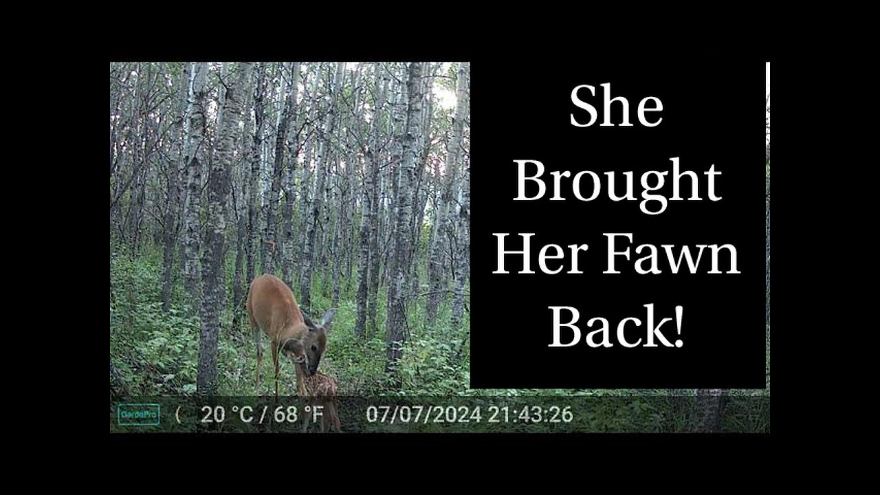 She Brought Her Fawn Back