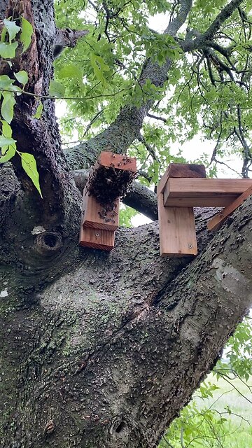 Swarm hangs out waiting for new empty swarm trap to bee installed! With cow music!