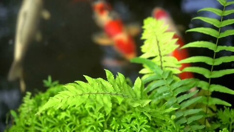 Top View Carp Fish Pond And Fern Cover At The Edge Rainforest Feeling