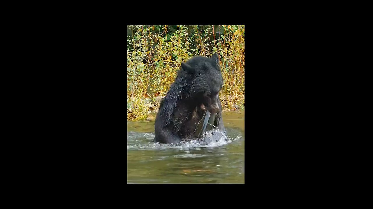 bear catch the fish