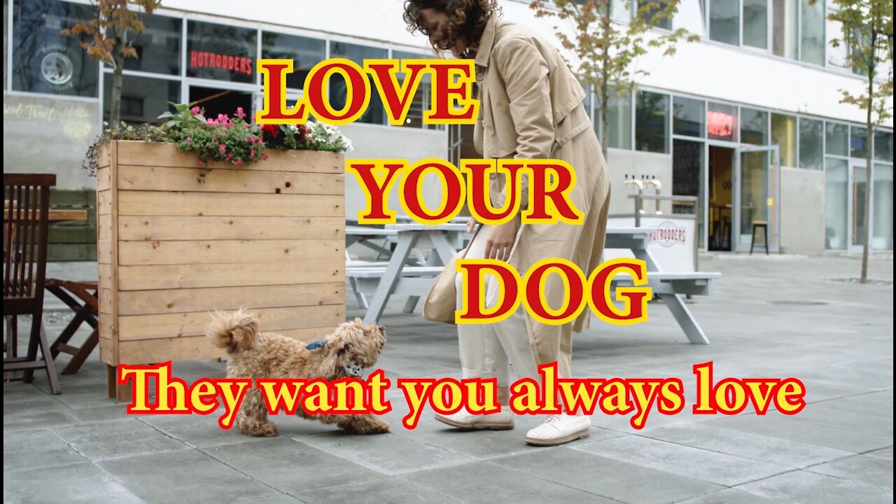 Love Your Dog