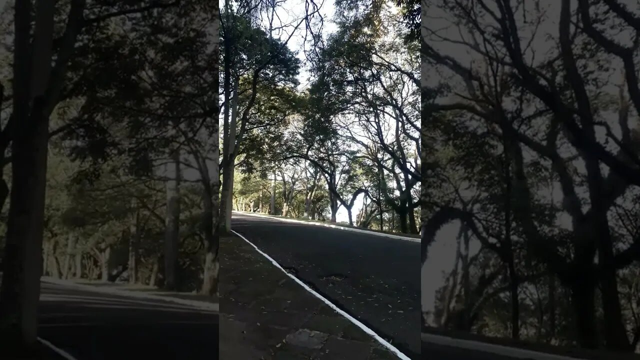 VLOG - NATURE - TREES - WALKING TOUR - STREET FULL OF TREES - RELAX - BEAUTIFUL DAY - SUNDAY #shorts