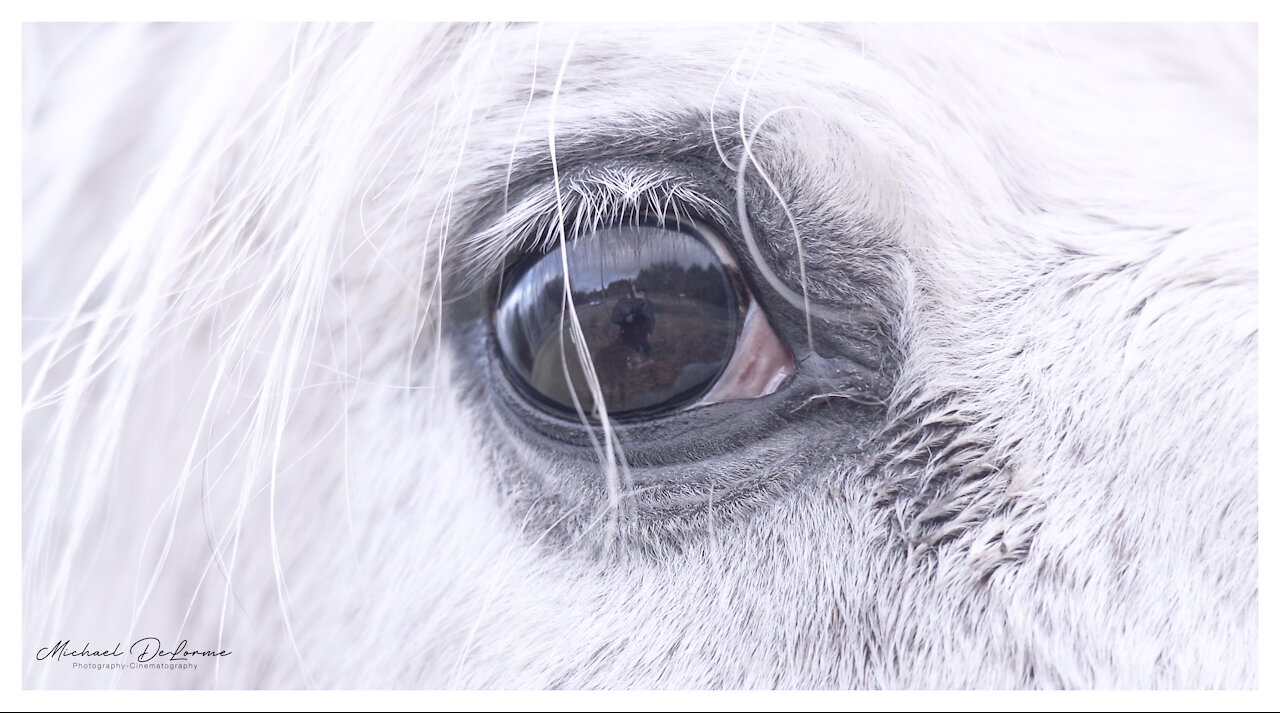 White Horse in a Field