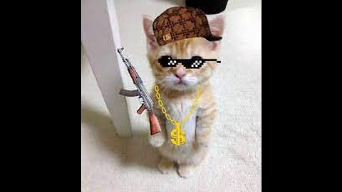 cats are gangsters 😂🤣