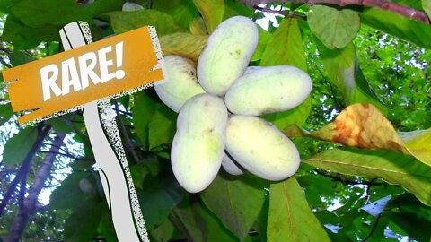 5 Rare Fruit Trees You Need To Grow! | Cold Hardy Fruit To Wow!