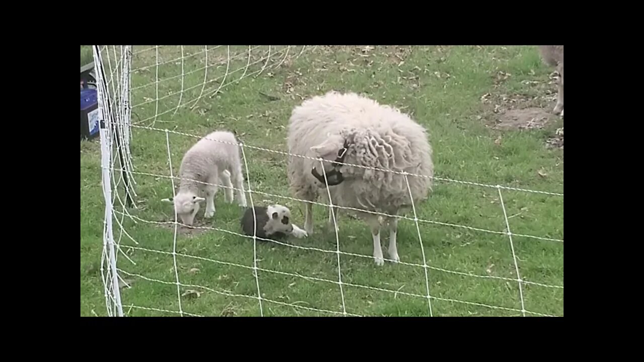 Sheep Shenanigans Part 1