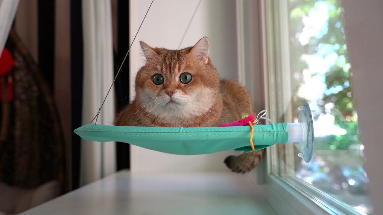 Cat Hammock