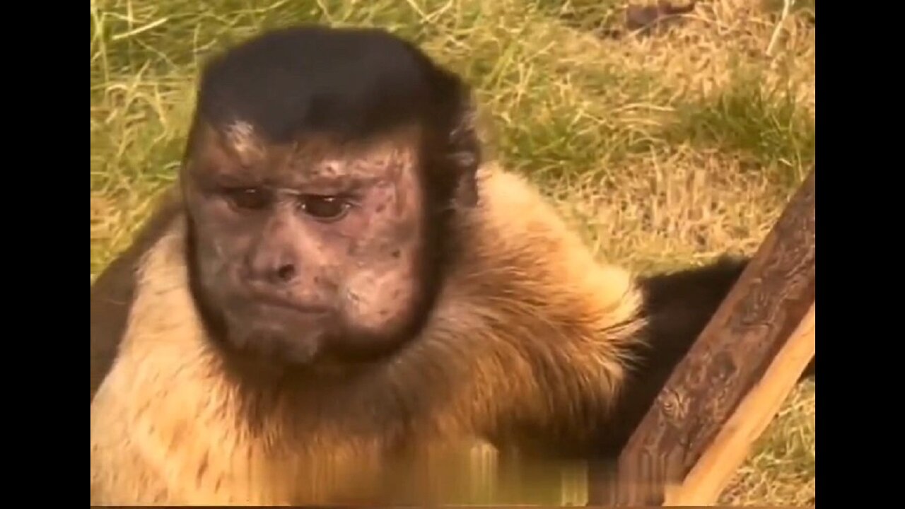 Amazing similarity! You will definitely not believe the real face of this monkey!