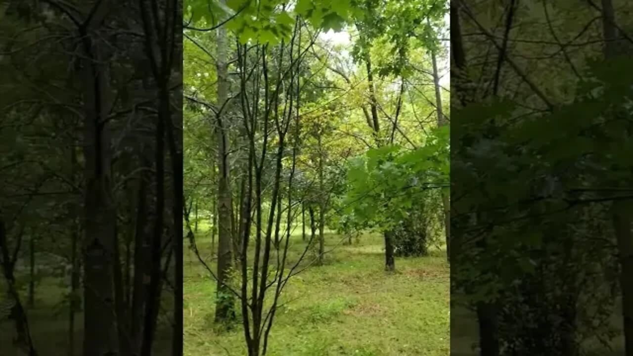 beautiful rainfall in forest