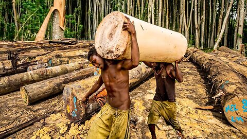 How Millions of World_s Lightest Wood Trees are Grown and Harvested - Wood processing at factory