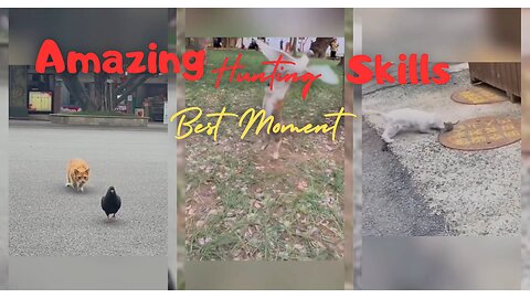 Best Moment | Cat Hunting Skills | 2023