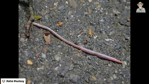 Look at the Size of these Worms!