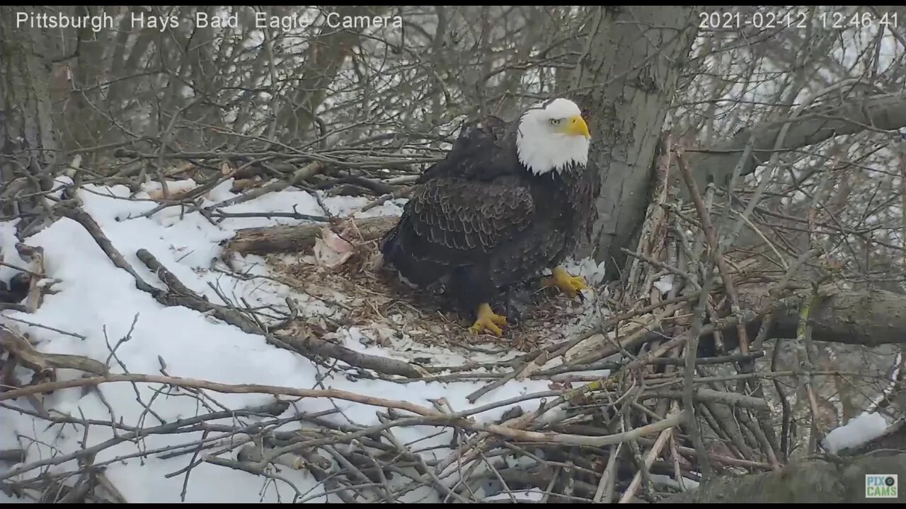 Hays Eagles Mom fends off intruder in the nest 2021 02 12 1246PM