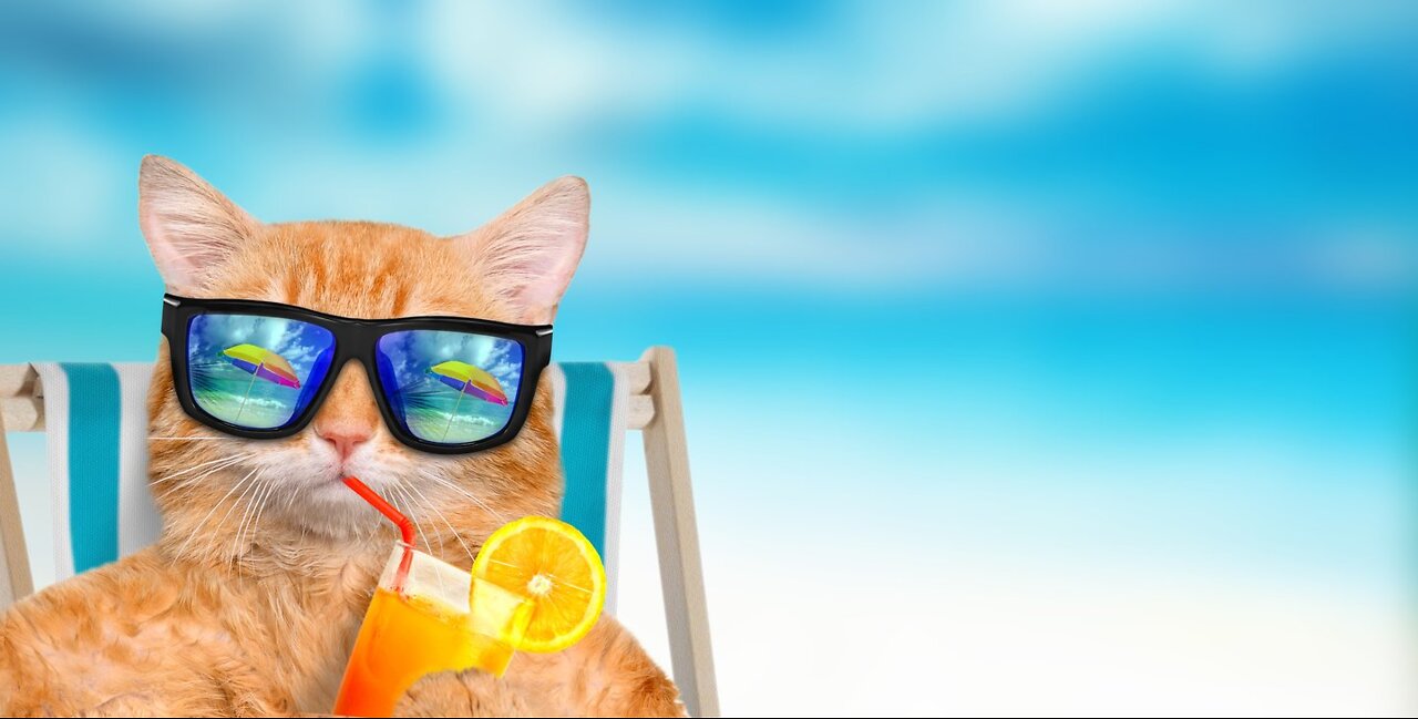 Funny Animal Videos ||Cute Cats and Dogs
