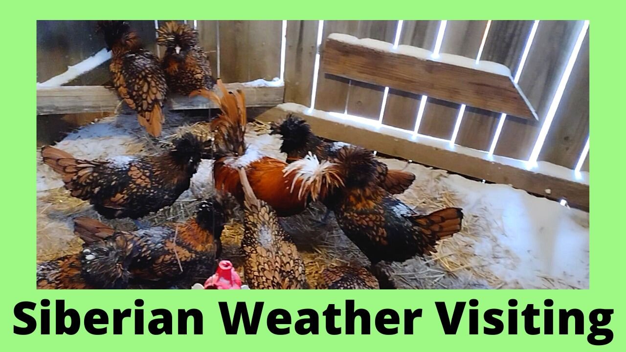 Cold Weather In The Chicken House