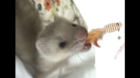 Cute Baby Ferret Plays with Cat Toy