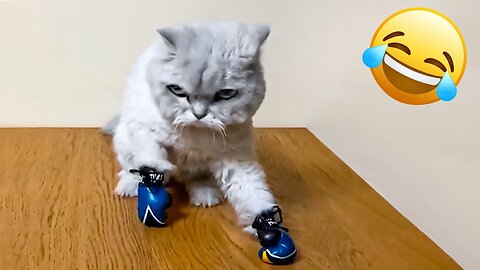 Don't Mess with this Cat | FUNNIEST Pets of the Week 😂💥🥊