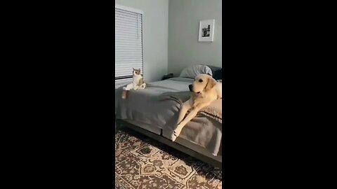 Funny Animals Videos