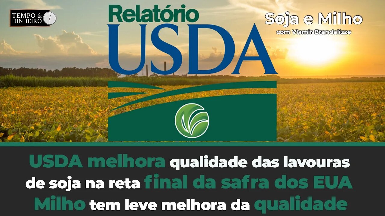 USDA melhora qualidade da soja na reta final da safra dos EUA. Milho tem leve melhora da qualidade