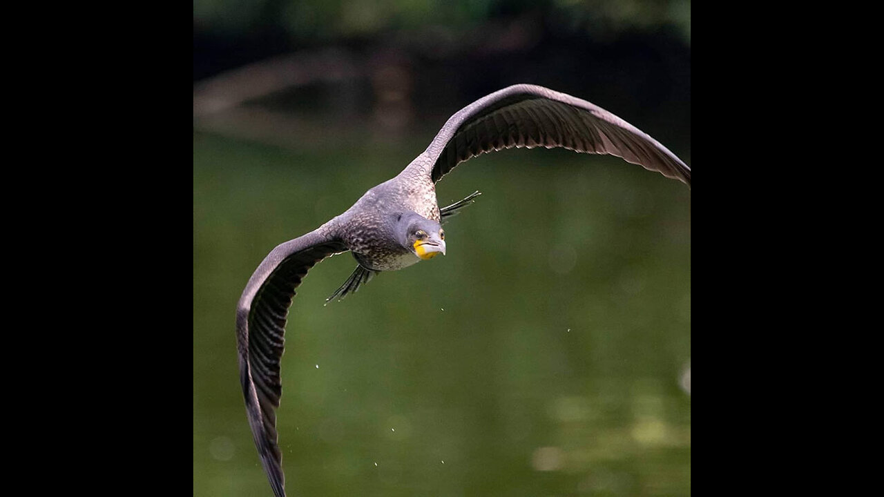 Ornithology as a Hobby. The magpie attack and chases away the raven, the raven later retaliates