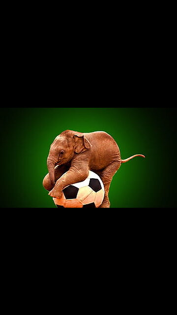 Cute Elephant Dance..😚🤗😍✌️