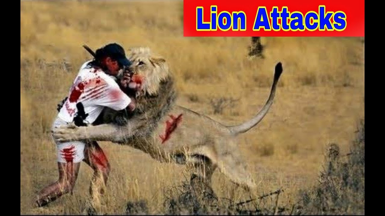 lion Attack on Humans in Gir National park || Lion Attack in India