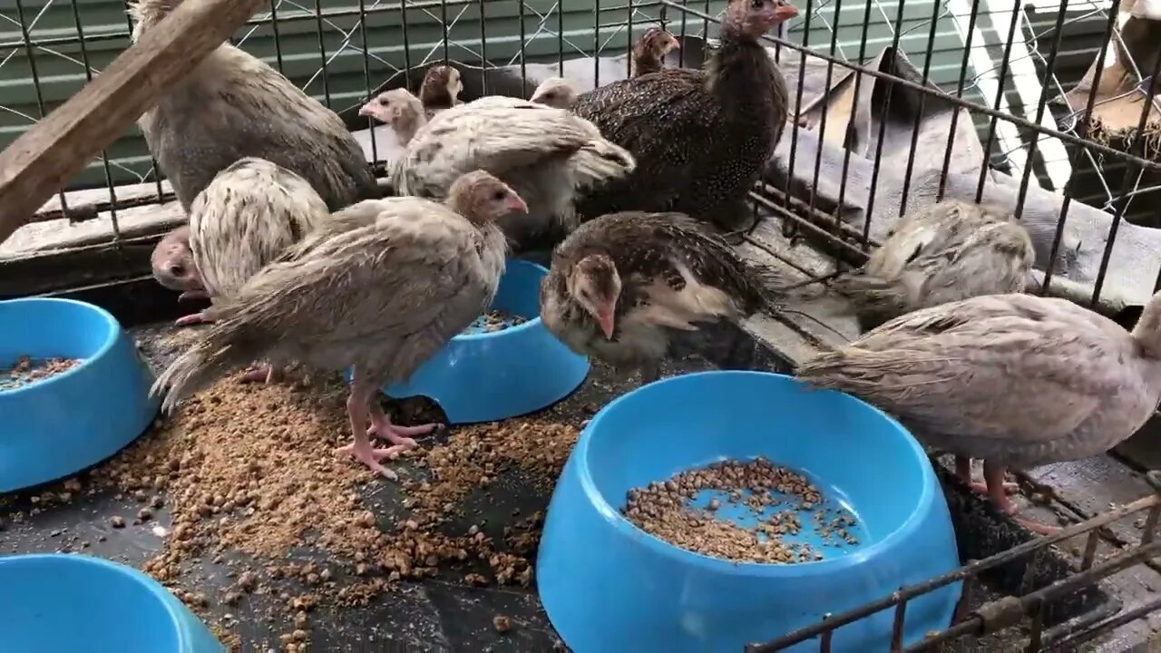 Putting a second perch for guinea fowl keets and generally terrorising them