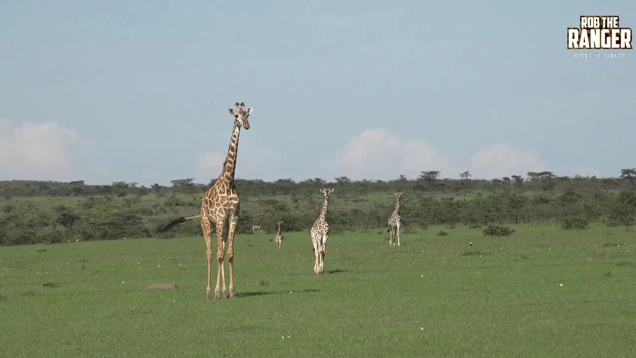 Maasai Giraffe Herd | Iconic African Wildlife On Safari | Zebra Plains