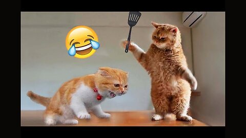 "Feline funnies: Watch these cats in action"