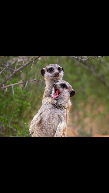 Beautiful Cats😹 & Dogs🐶 Videos of 2023 Compilation! # 47