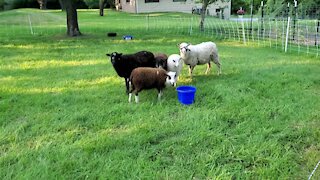 Shetland sheep