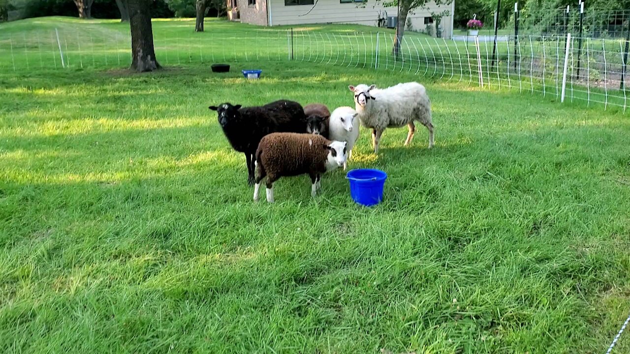 Shetland sheep