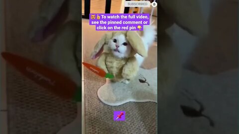 cute cat videos 😹funny videos 😂1420😻#shorts #catvideos #funnycatsvideos #cat #funny_cat #cutecat