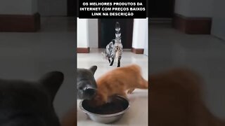 olha o desespero desse gato pra comer