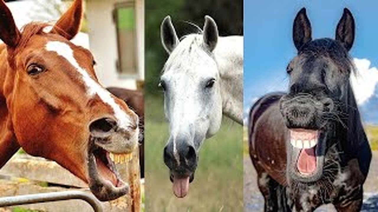 Funny animal's video's 🐕😂🐈🤣 trying to laugh 😂