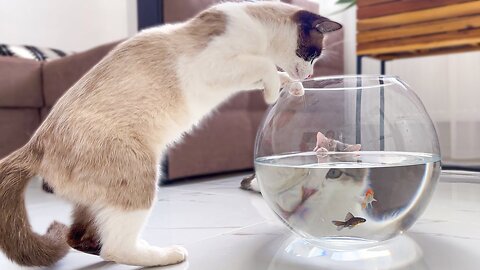 Funny Cats Reaction to Fish